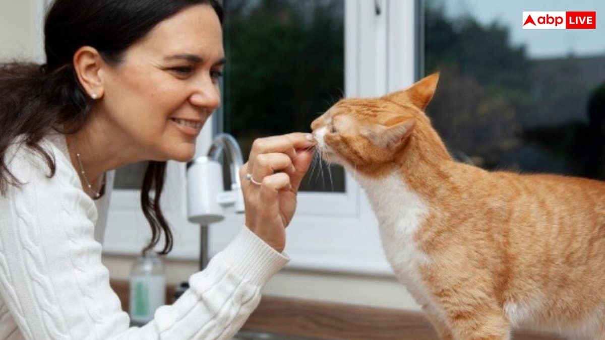 Benefits of Keeping Cat at Home: घर में बिल्ली पालने से क्या होता है? जानें इससे होने वाले फायदे और नुकसान