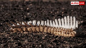 शरीर में बेहद जरूरी है ये चिपचिपा पदार्थ, अगर खराब हो जाए तो मौत पक्की?