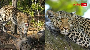 तेंदुए को कैंसर और डायबिटीज तो बाघिन को मोतियाबिंद, जानवरों को क्यों हो रहीं इंसानों जैसी बीमारियां? तेंदुए को कैंसर और डायबिटीज तो बाघिन को मोतियाबिंद, जानवरों को क्यों हो रहीं इंसानों जैसी बीमारियां?